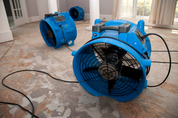 Best Mold removal after water damage  in Kentwood, LA
